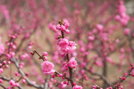 春天桃花开