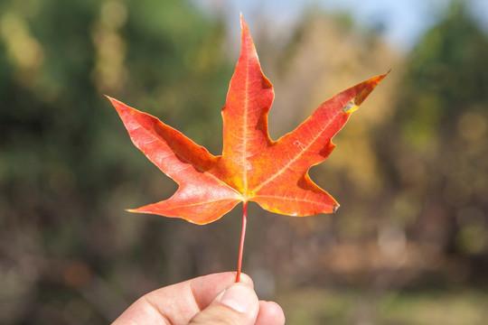 秋天红色枫叶