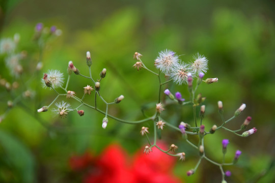 花