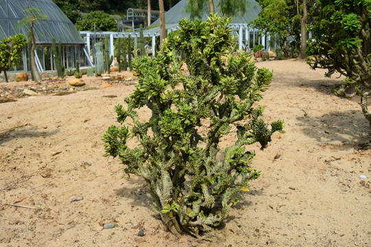 旱区植物