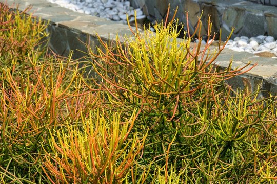 旱区植物