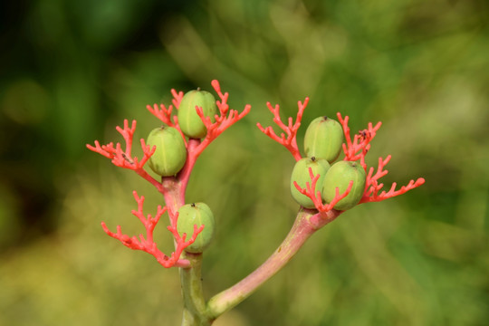 花果