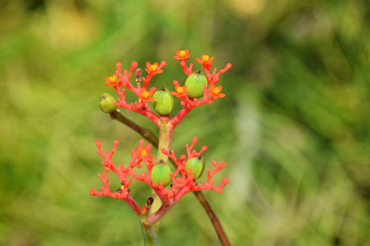 花果