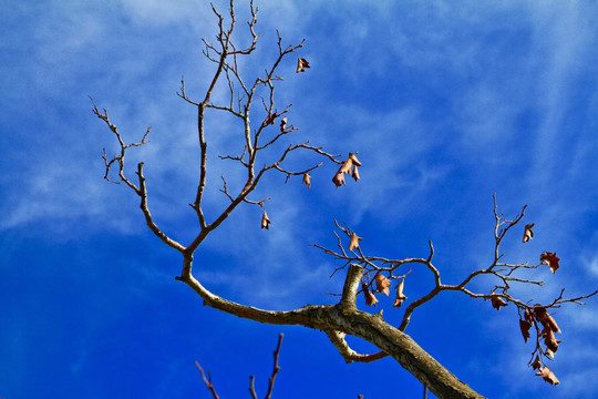 树枝与蓝天白云