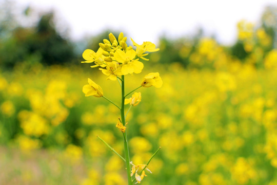 油菜花