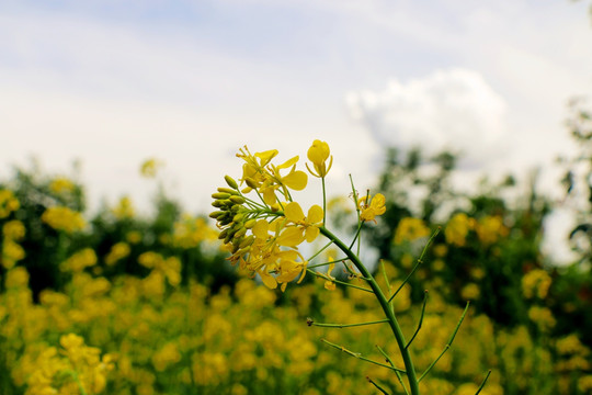 油菜花