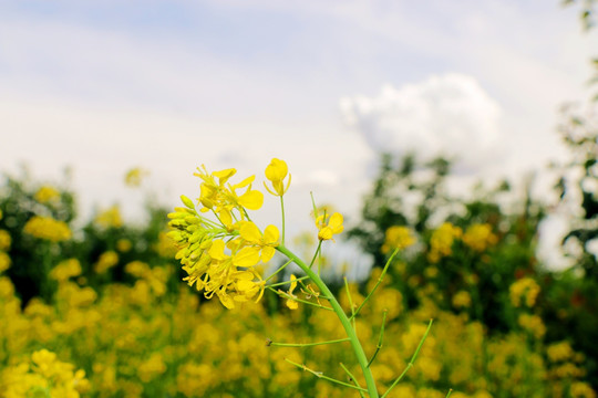 油菜花