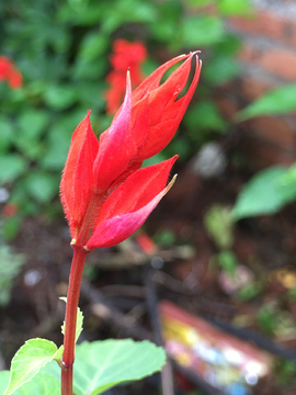 红花 植物 一串红 