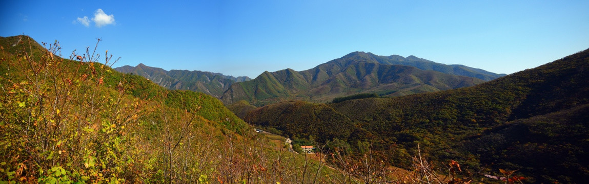 步云山野生柞树林