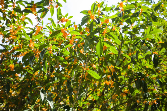 桂花树