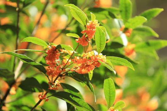 金桂花树