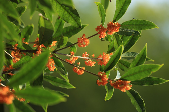 桂花树