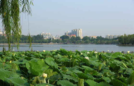 济南大明湖