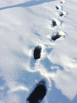 雪地脚印