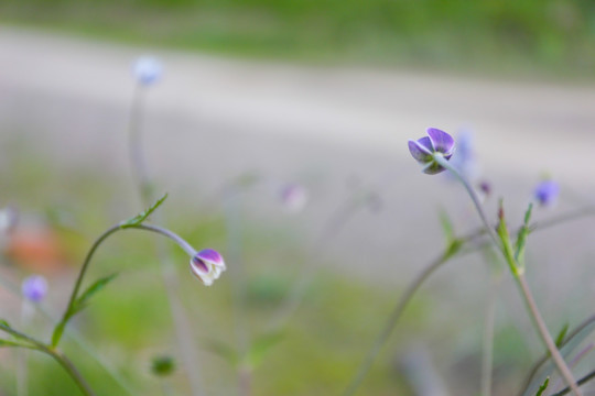 紫色花蕊