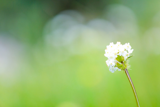 绿色背景花草