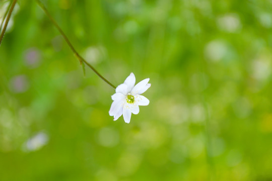 绿色背景花草