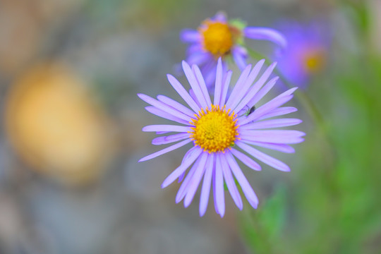 漂亮的雏菊