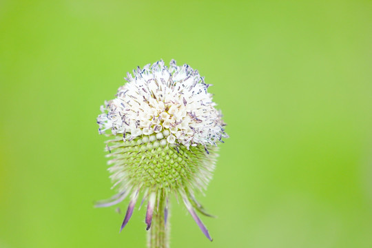 花朵特写