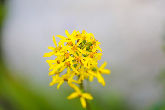 花朵特写