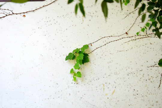 绿植白墙