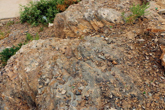 蚌壳化石