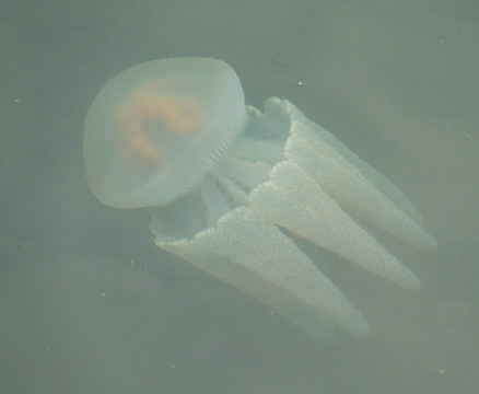 海洋生物