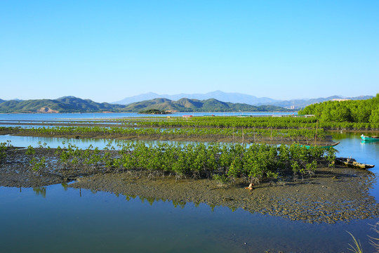 惠州盐洲岛湿地公园