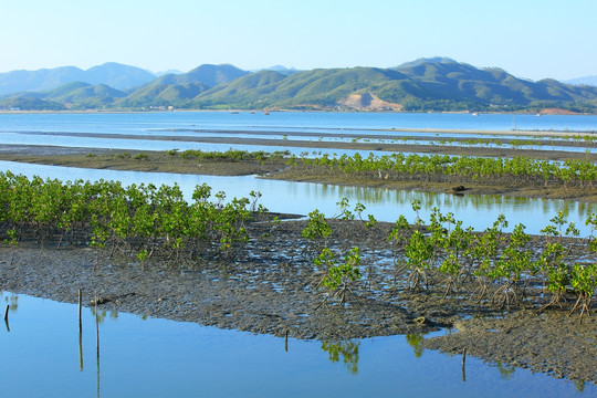 惠州盐洲岛湿地公园