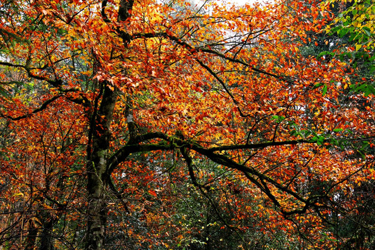 秋色红叶青冈树