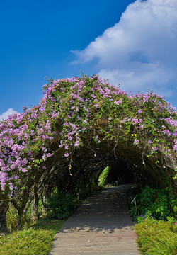 鲜花小径