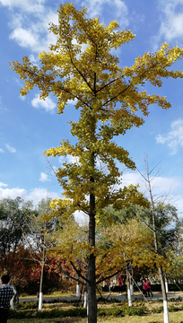 银杏树