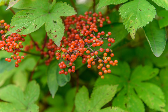 野花红果子绿植背景