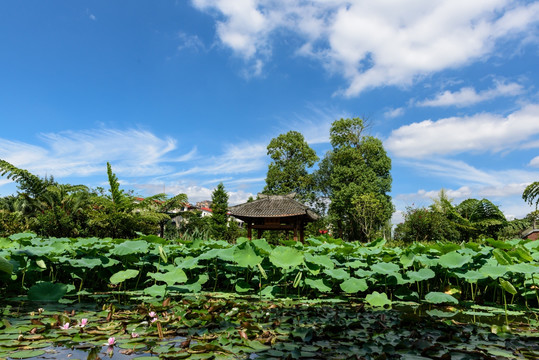 荷花池凉亭