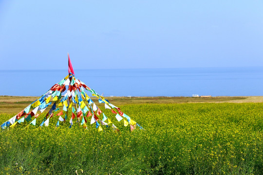 青海湖油菜花经幡蔚蓝