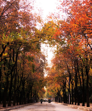 秋天的小巷