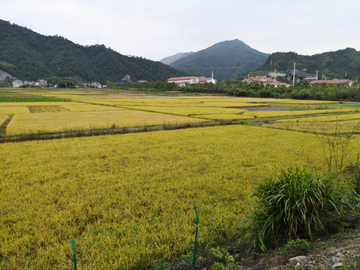 乡间田野