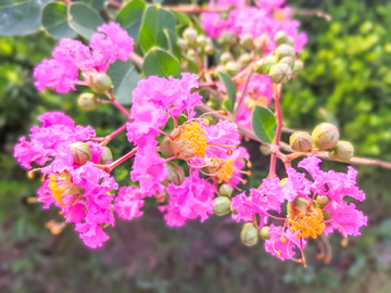 紫荆花素材