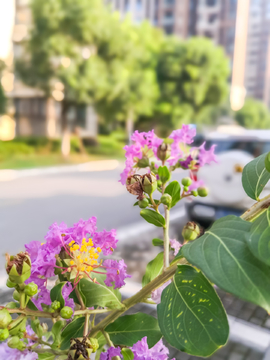 紫荆花素材