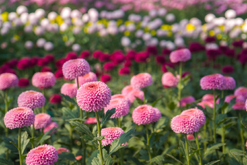 鲜花贴图素材