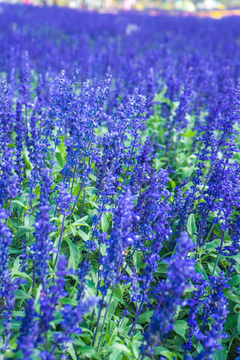 鲜花贴图 鲜花背景素材