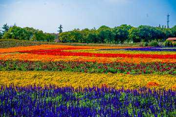 花海素材