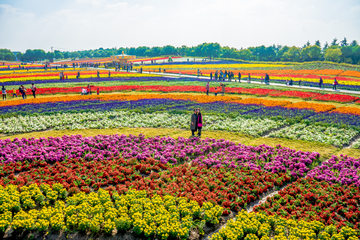 花海素材