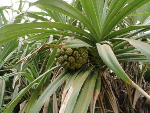 山菠萝华露兜假菠萝热带植物