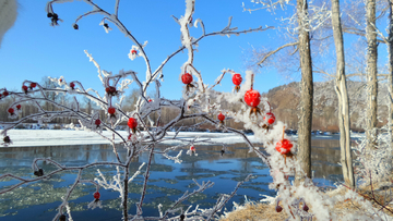 美丽的雪挂