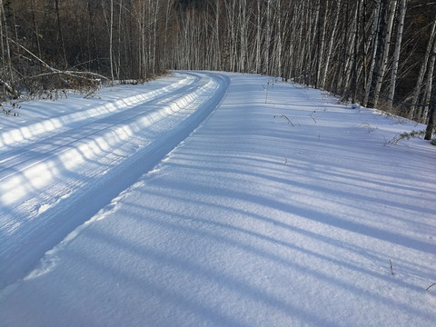 森林厚厚的积雪