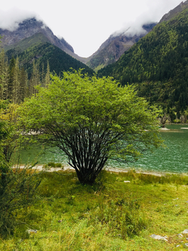 湖泊树木