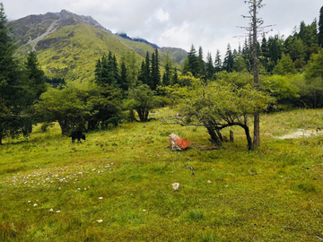 高山牧场