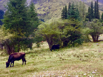 高山牧场