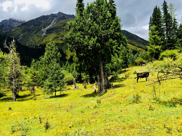 高山牧场